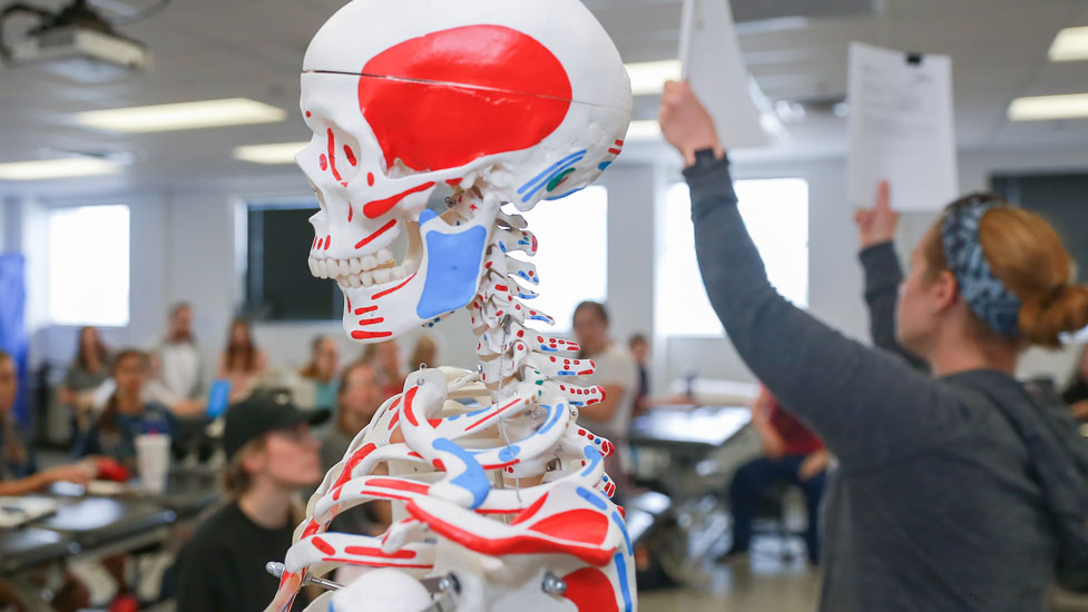 Classroom with a skeleton in the foreground