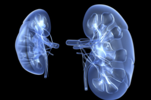 Digital image of kidneys