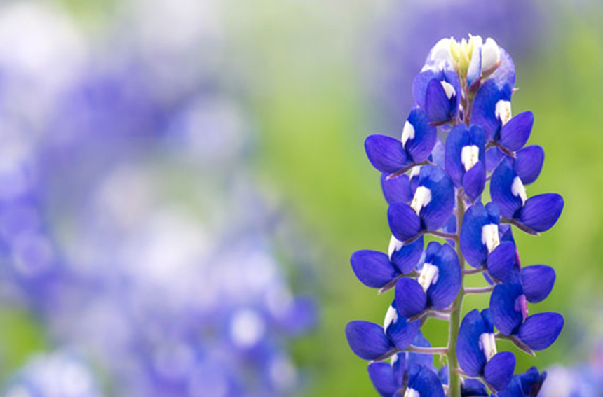 Closeup of Texas bluebonnets