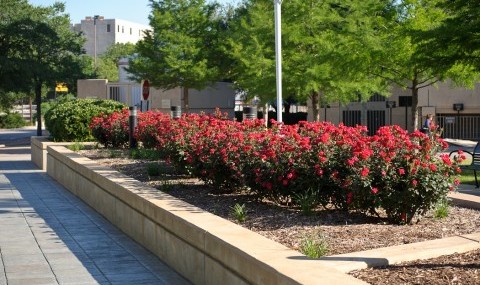 Flowers - Office of Community and Corporate Relations