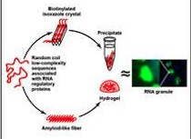 Glowing cells