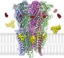 Diagram of cell receptor