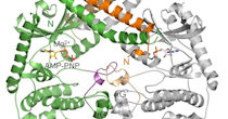 Protein ribbon diagram