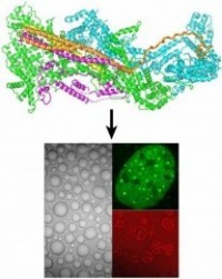 Rosen Lab image