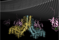 Diagram of cell membrane