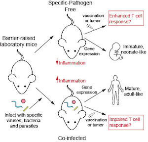 Reese lab image