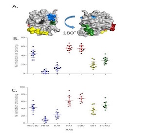 Vitetta lab image