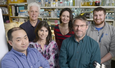 Members of the UT Southwestern team whose research successfully halted progression of a form of muscular dystrophy in mice. 