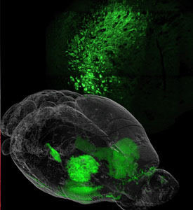 Nucleus accumbens cross-section (top) and 3D whole-brain reconstruction (bottom) showing the brain circuitry (in green) where cyclic AMP signaling was increased by turning off Cdk5-phosphodiesterase regulation to achieve anti-depressant effects