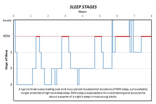 Sleep stages graphic