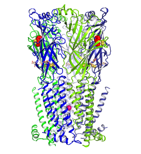 Illustration of the nicotinic receptor based on a structure determined by x-ray crystallography