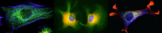 Biomedical Research Image