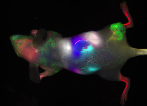 Dynamic Fluorescent Imaging