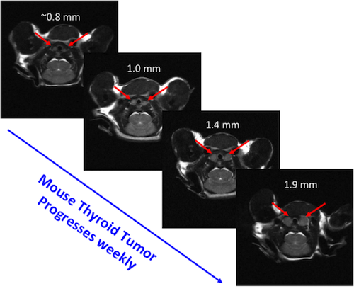 Mouse Thyroid Images