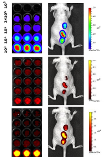 Multimodal Optical Imaging