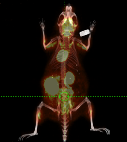 Prostate Cancer Mouse Image