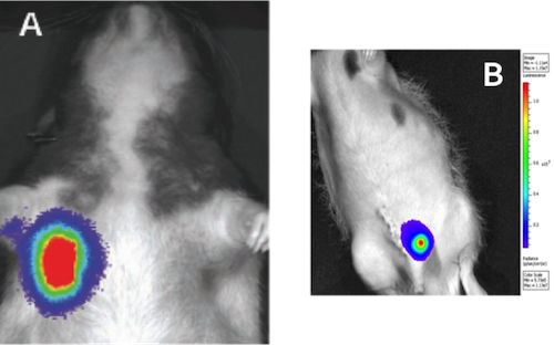 Detection of Tumors in Rats