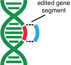 Using gene-editing techniques, UT Southwestern successfully deleted a mutation in the gene dystrophin, which causes Duchenne muscular dystrophy.