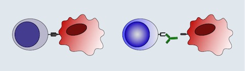 Anti-PD-1 drugs like nivolumab prevent inactivation of T-cells by blocking PD-1, thereby preventing immune escape by tumor cells.