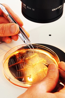 Hands working tweezers in a petri dish