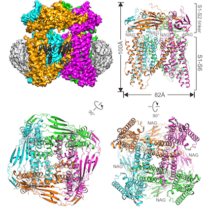 The illustration shows the studied protein embedded in a nanodisc structure (top left) and three views of the TRMPLM1 ion channel from different angles.