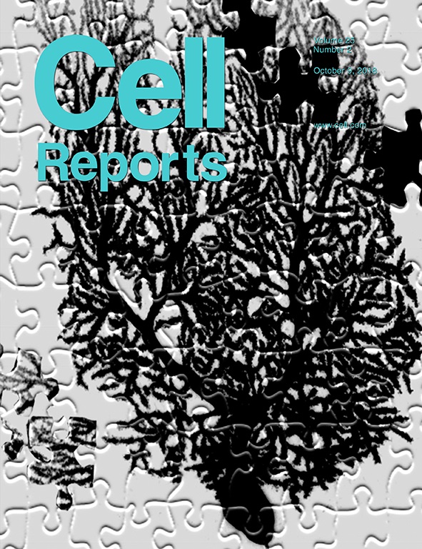 The cover of an October issue of <em>Cell Reports</em> illustrates the puzzle of understanding and treating autism. The accompanying study from UT Southwestern filled in a piece of the puzzle by showing autism-related social deficits can be corrected in mice even into adulthood.