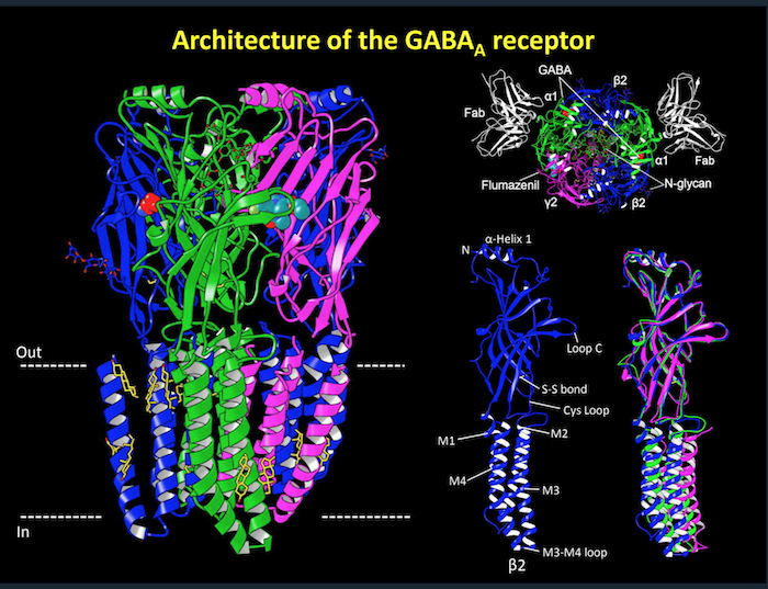 Architecture  of  the  GABAA  receptor 