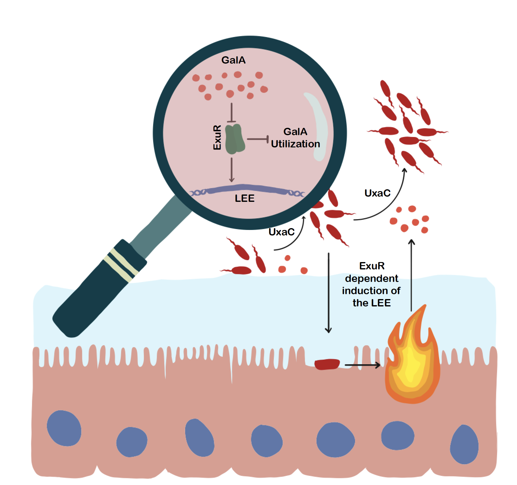 When levels of galacturonic acid (GalA) in the gut are high, pathogenic gram-negative bacteria such as E. coli use that sugar acid as a nutrient. When levels of GalA become depleted, a bacterial signaling pathway is activated, increasing the pathogen’s ability to set off inflammation in the colon.