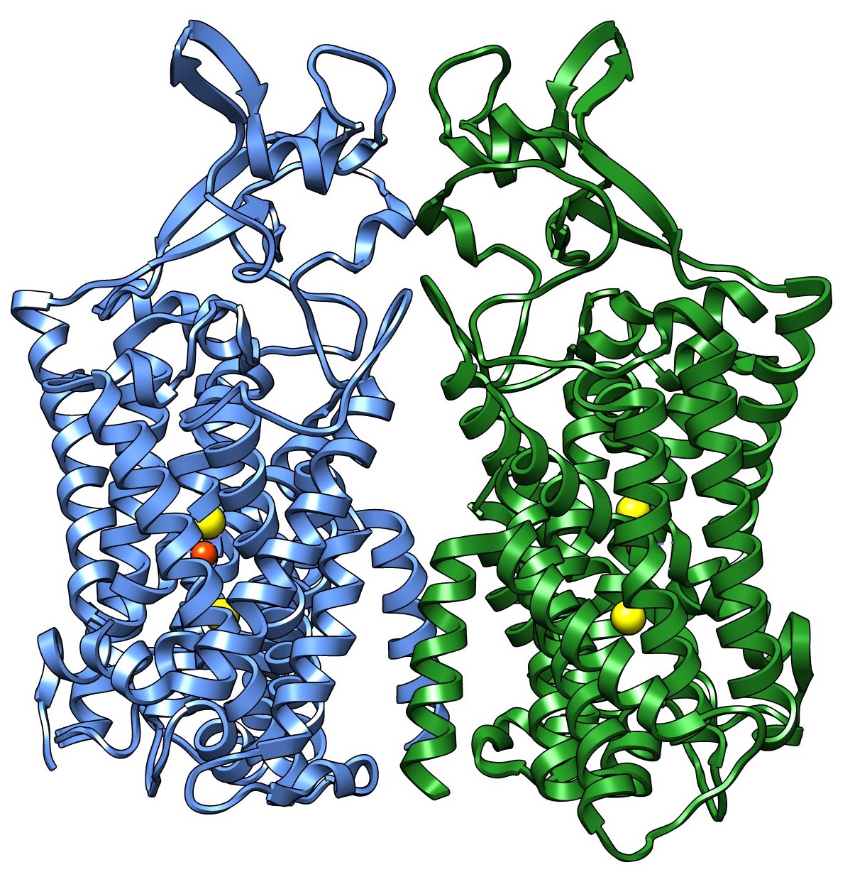 Human KCC1 structure