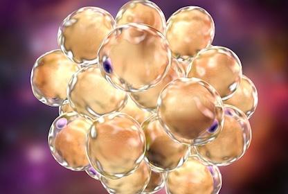 Illustration of fat cells