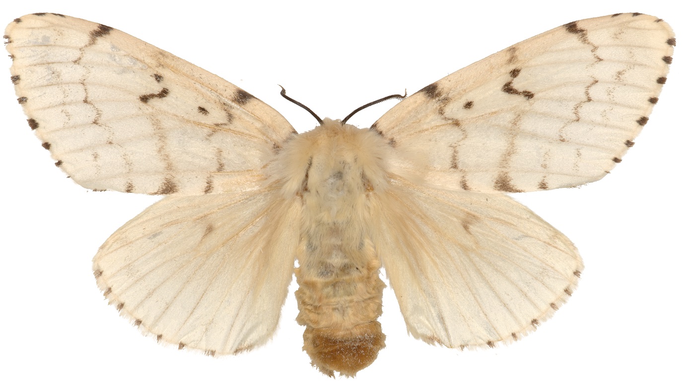 Gypsy moth