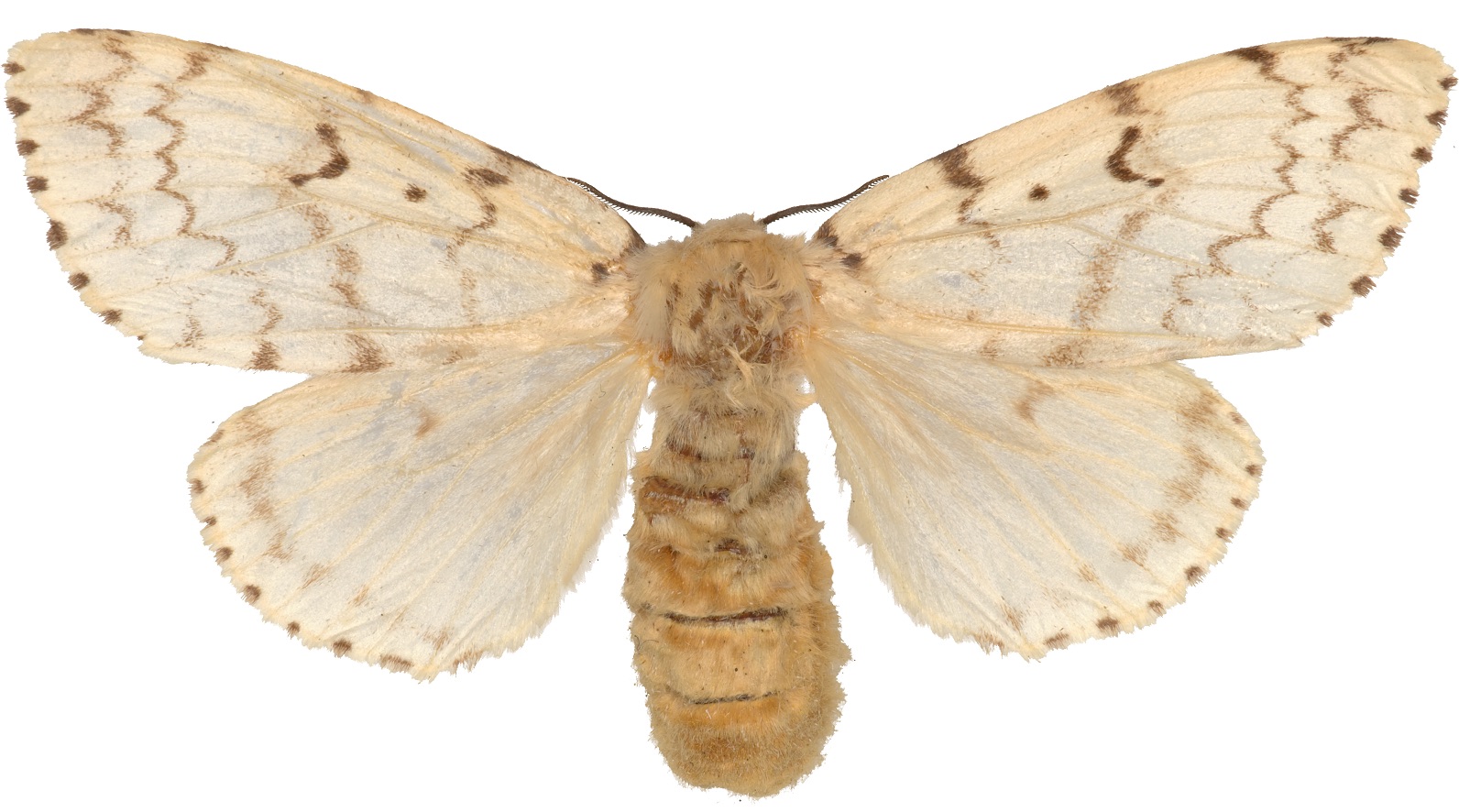 Gypsy moth