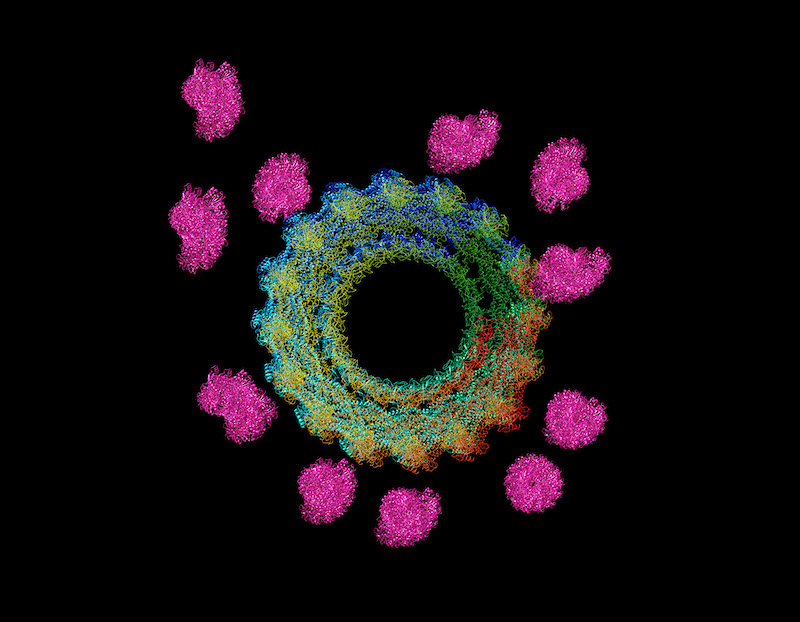 Multiple actin filaments (magenta)