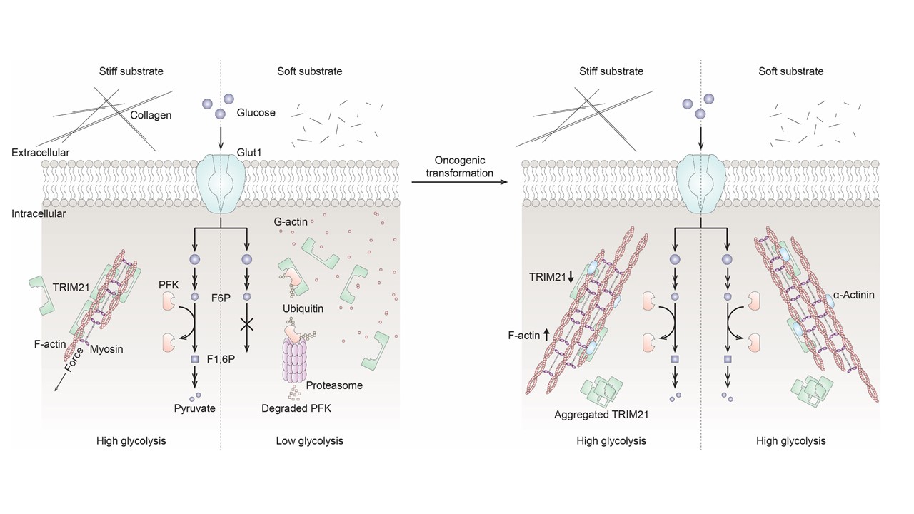 Proposed model of mechanically regulated glycolysis