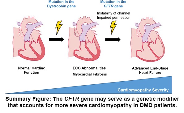 duchenne muscular dystrophy gene