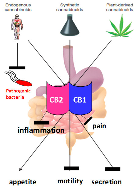 Mammalian endocannabinoids