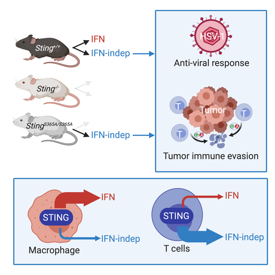 Diagram of mice and the STING response