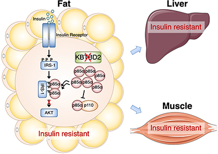 Diagram of fat, liver, and muscle