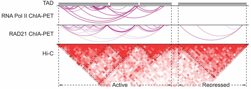 Graphic illustrating three-dimensional genome organization maps