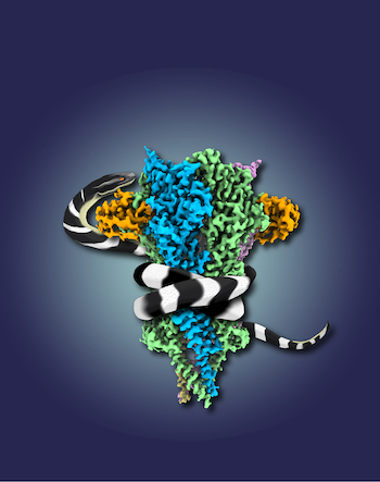 high-resolution structure of native muscle-type nicotinic receptor
