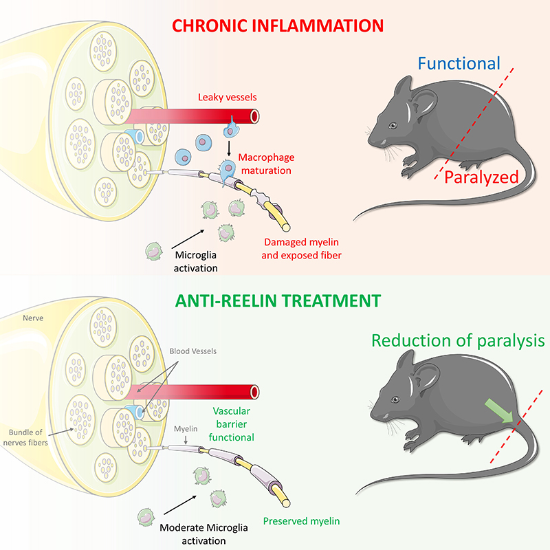Anti-Reelin is a therapeutic approach that selectively targets the vascular barrier, blocking infiltration of inflammatory cells, demyelination and, consequently, paralysis. 