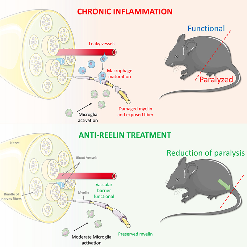 Illustration showing difference between a nerve with chronic inflammation and a nerve with anti-reelin treatment