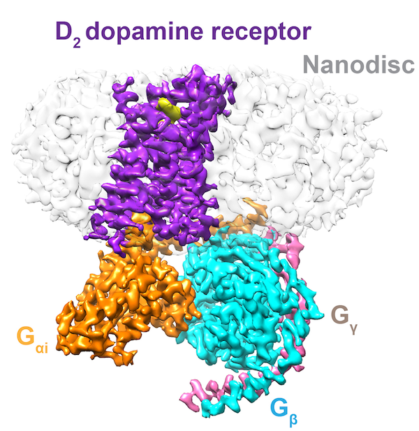 White, purple, gold, and teal parts of the structure of the D2 dopamine receptor