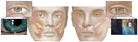 Illustrations of muscles around the eyes and close-up view of corneas