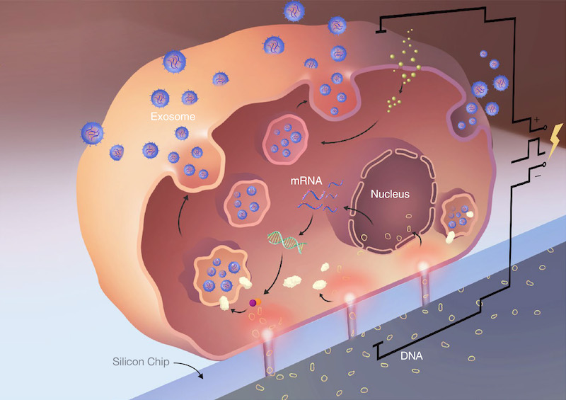 Illustration of DNA and the silicon chip