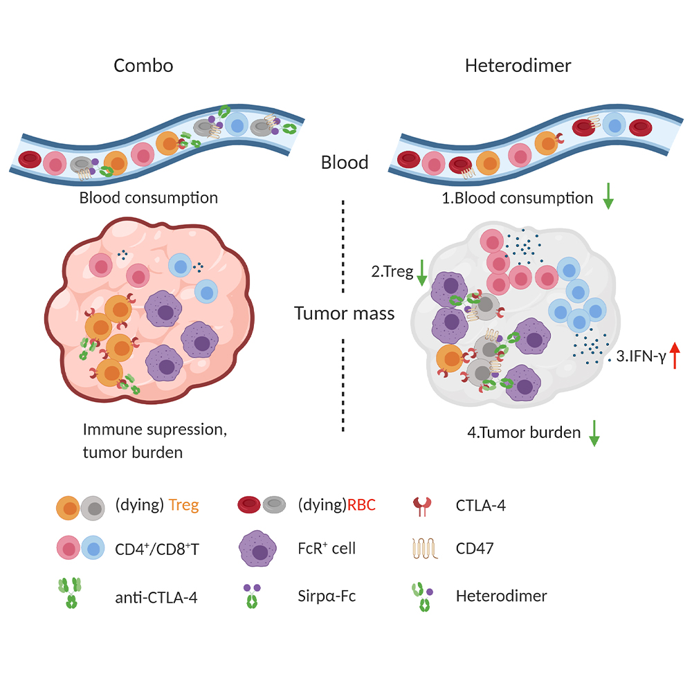 The binding of CTLA-4 antibodies