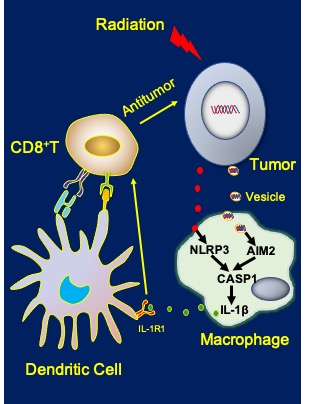 CASP1 Radiation