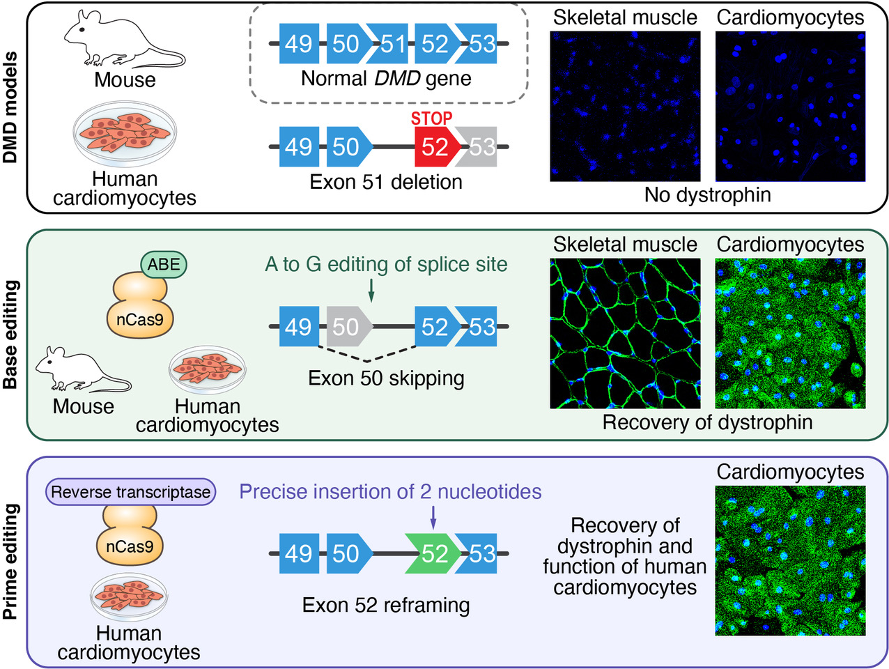 mouse model and in human heart muscle cells