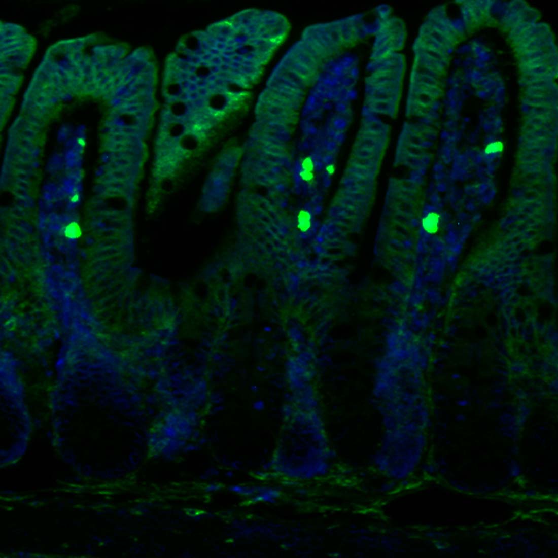 Dietary vitamin A becomes retinol