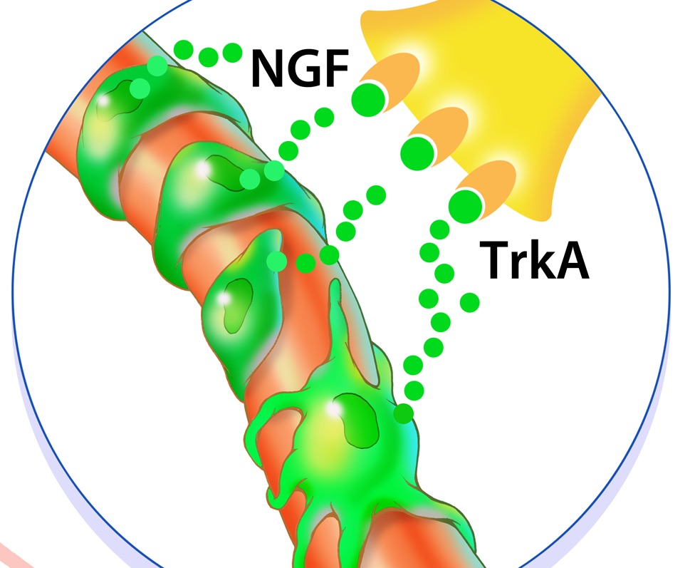 Photo of cells called pericytes (green)